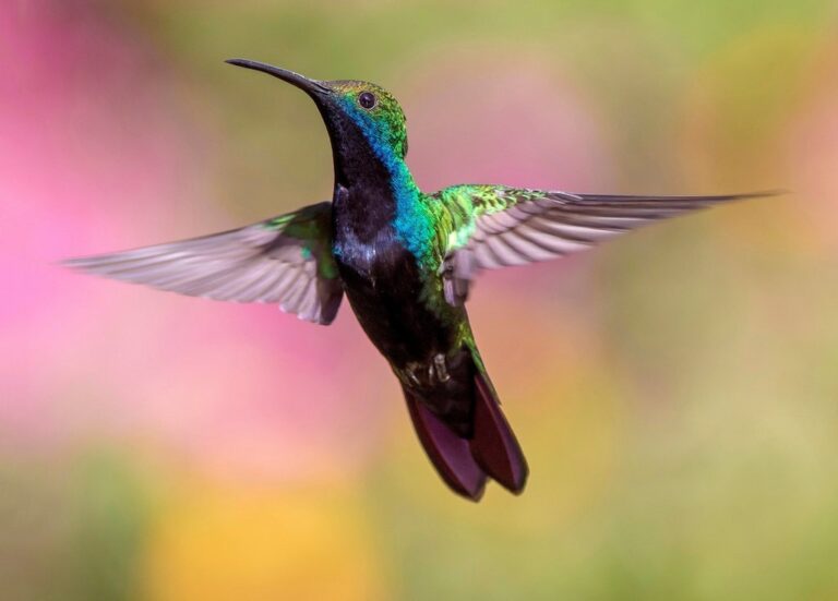 bird-wing-fly-beak-color-hummingbird-150031-pxhere.com